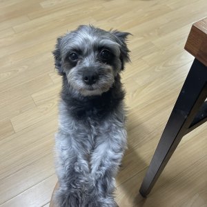 강아지를 찾습니다 믹스견 경기도 오산시