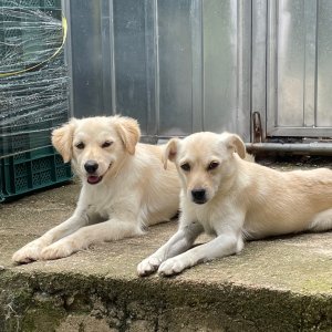 강아지를 찾습니다 믹스견 전라북도 김제시