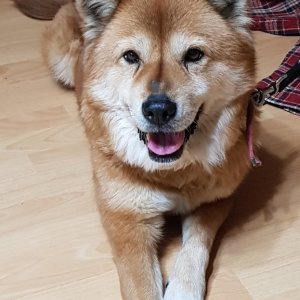 강아지를 찾습니다 믹스견 경기도 양주시