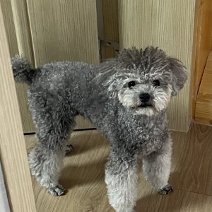 강아지를 찾습니다 푸들/토이푸들 경상북도 안동시