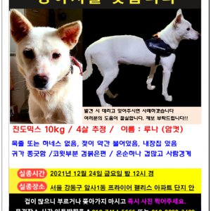 강아지를 찾습니다 진돗개 서울특별시 강동구