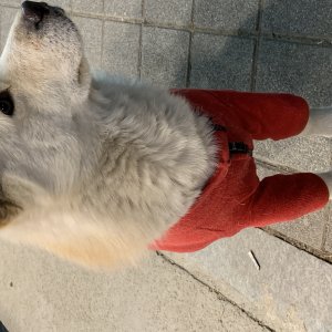 강아지 주인을 찾습니다 진돗개 경기도 화성시