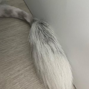 강아지를 찾습니다 믹스견 대구광역시 남구