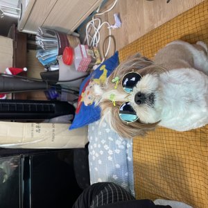 강아지를 찾습니다 시츄 경상북도 안동시
