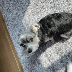 강아지를 찾습니다 요크셔테리어 강원도 강릉시