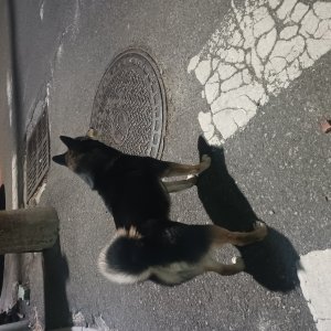 강아지 주인을 찾습니다 시바 울산광역시 중구