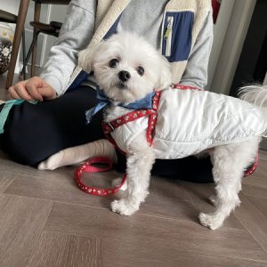 강아지를 찾습니다 말티즈 서울특별시 서대문구