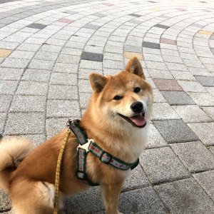 강아지를 찾습니다 시바 대구광역시 서구