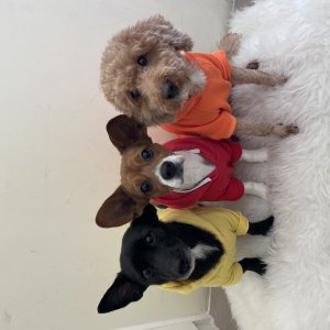 강아지를 찾습니다 믹스견 전라남도 함평군