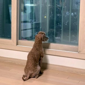 강아지를 찾습니다 푸들/미니어처푸들 경기도 양주시