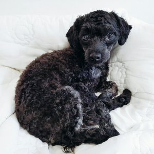 강아지를 찾습니다 푸들/토이푸들 경기도 안산시 상록구