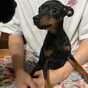 강아지 주인을 찾습니다 미니어쳐핀셔 서울특별시 도봉구
