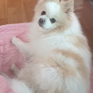 강아지 주인을 찾습니다 포메라니언 부산광역시 기장군