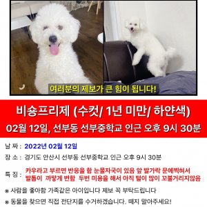 강아지를 찾습니다 비숑프리제 경기도 안산시 단원구