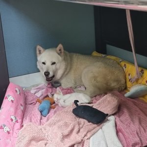 강아지를 찾습니다 진돗개 경기도 연천군