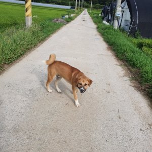 강아지를 찾습니다 믹스견 전라북도 남원시