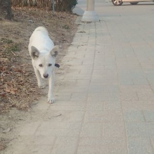 강아지 주인을 찾습니다 진돗개 부산광역시 북구
