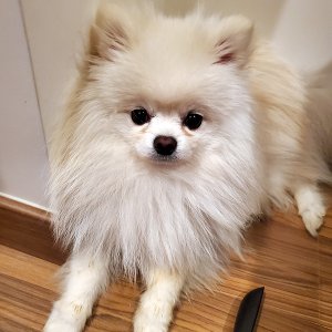 강아지를 찾습니다 포메라니언 충청남도 태안군