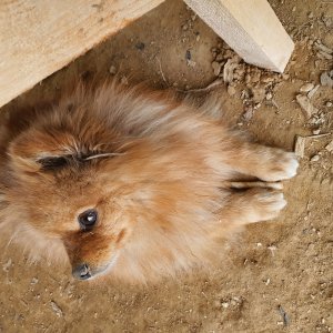 강아지를 찾습니다 포메라니언 경상남도 합천군
