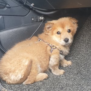 강아지 주인을 찾습니다 믹스견 경기도 남양주시