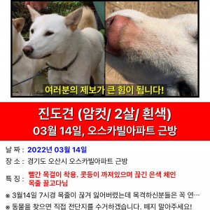 강아지를 찾습니다 진돗개 경기도 오산시