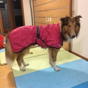 강아지를 찾습니다 콜리러프 서울특별시 서대문구