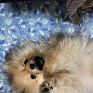강아지를 찾습니다 포메라니언 경기도 시흥시