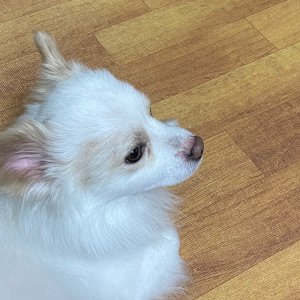 강아지를 찾습니다 기타견종 제주특별자치도 제주시