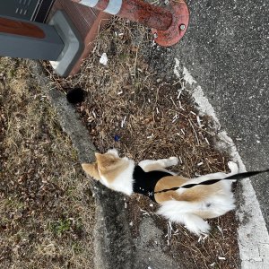 강아지를 찾습니다 믹스견 경상북도 칠곡군