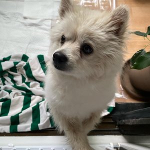 강아지 주인을 찾습니다 포메라니언 인천광역시 옹진군
