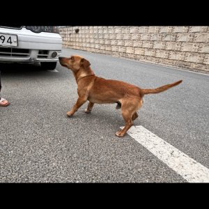 강아지 주인을 찾습니다 기타견종 충청북도 진천군