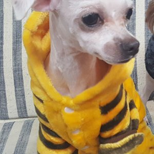 강아지를 찾습니다 말티즈 세종특별자치시 전체