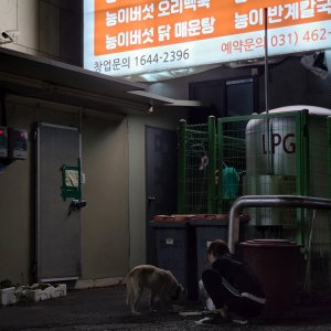 강아지 주인을 찾습니다 믹스견 경기도 의왕시