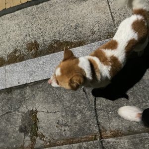 강아지를 찾습니다 믹스견 경상북도 칠곡군