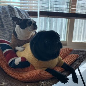 강아지를 찾습니다 보스턴테리어 경기도 안산시 단원구