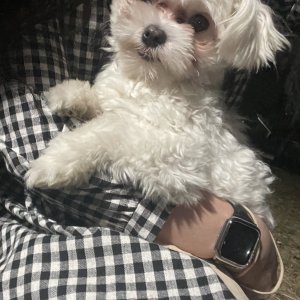 강아지 주인을 찾습니다 말티즈 전라남도 여수시
