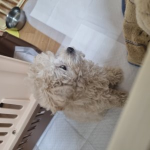 강아지를 찾습니다 푸들/토이푸들 인천광역시 계양구