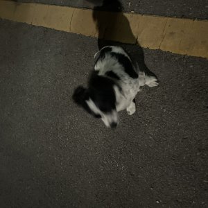 강아지 주인을 찾습니다 기타견종 충청남도 아산시