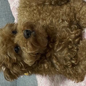 강아지를 찾습니다 푸들/미디엄푸들 서울특별시 용산구