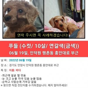 강아지를 찾습니다 푸들/토이푸들 경기도 안양시 동안구
