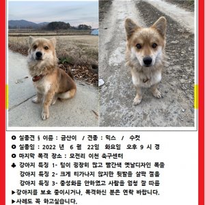 강아지를 찾습니다 기타견종 경기도 이천시