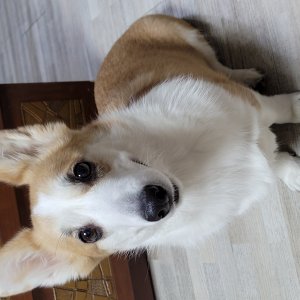 강아지를 찾습니다 웰시코기카디건 서울특별시 양천구