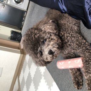 강아지를 찾습니다 푸들/토이푸들 경기도 이천시