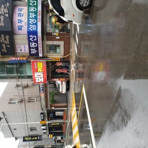 강아지 주인을 찾습니다 믹스견 부산광역시 동래구