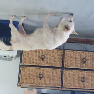 강아지를 찾습니다 기타견종 부산광역시 연제구