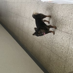 강아지 주인을 찾습니다 치와와 서울특별시 중랑구