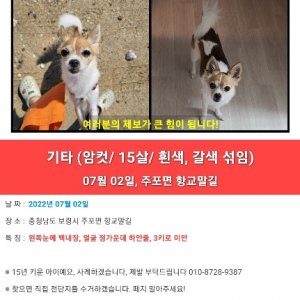 강아지를 찾습니다 기타견종 충청남도 보령시