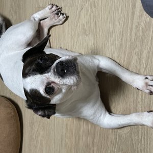 강아지 주인을 찾습니다 보스턴테리어 경기도 의정부시