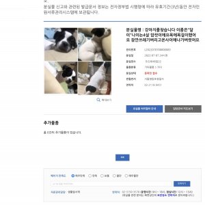 강아지를 찾습니다 믹스견 서울특별시 영등포구