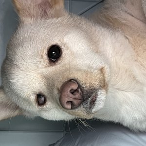 강아지를 찾습니다 믹스견 경기도 포천시